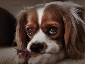 Les 8 races de chien qui ont les dents fragiles