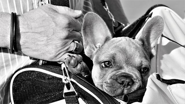 races de chien des stars