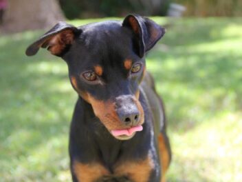 Voici 9 races de chien qui sont vraiment difficiles à vivre