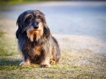 4 races de chien qui doivent être le seul animal du foyer