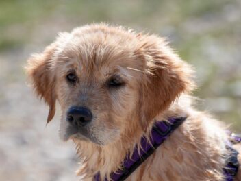 4 races de chien qui sont faciles à promener en laisse
