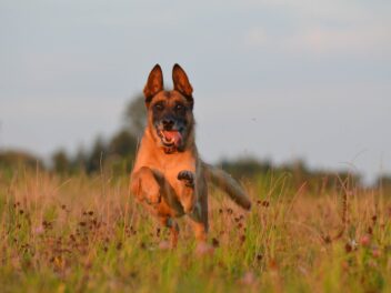 4 races de chien qui sont les plus fatigantes