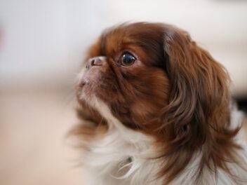 4 races de chien qui sont les plus grognon