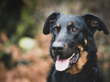 4 races de chien qui seront heureuses à la campagne