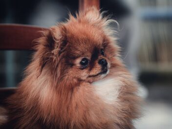 4 races de chien idéales pour les personnes qui travaillent beaucoup