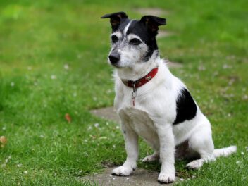 Voici les 8 races de chien qui peuvent être insupportables