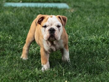 4 races de chien qui ont l’air triste