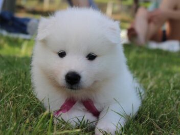 4 races de chien qui sont les plus propres