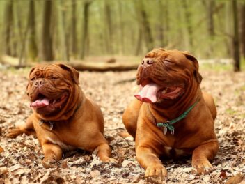 3 races de chien qui sont les plus massives