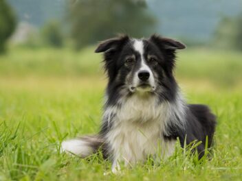 Ces 9 races de chien qui n’ont vraiment pas besoin d’aller voir un éducateur