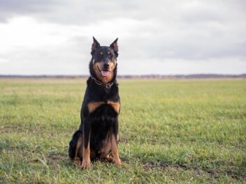 3 races de chien qui n’ont pas besoin d’aller chez le vétérinaire