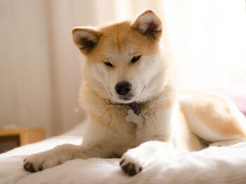 4 races de chien qui ne sont pas proches de leur maître