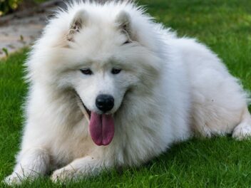 4 races de chien qui ont le pelage le plus doux