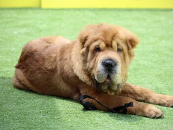 3 races de chien qui ont des problèmes de peau