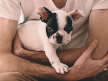 4 races de chien qui sont de vrais pots de colle avec leur maitre