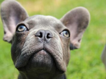 3 races de chien qui sont les préférées des stars