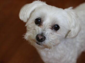 3 races de chien préférées des politiques