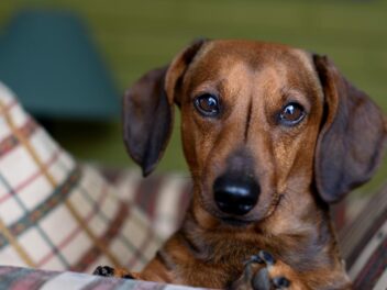 Voici les 9 races de chien qui sont les plus proches de leur maître