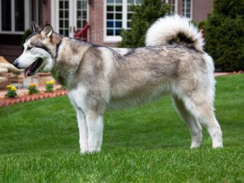 3 races de chien que l’on retrouve dans les livres