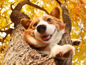 4 races de chien qui savent s’occuper seules