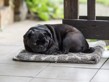 4 races de chien qui doivent aller souvent chez le vétérinaire !