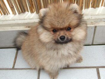 4 races de chien qui sont les plus stressées