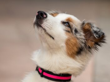 3 races de chien qui ont les yeux fragiles