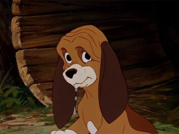 Quel animal est Rouky ?