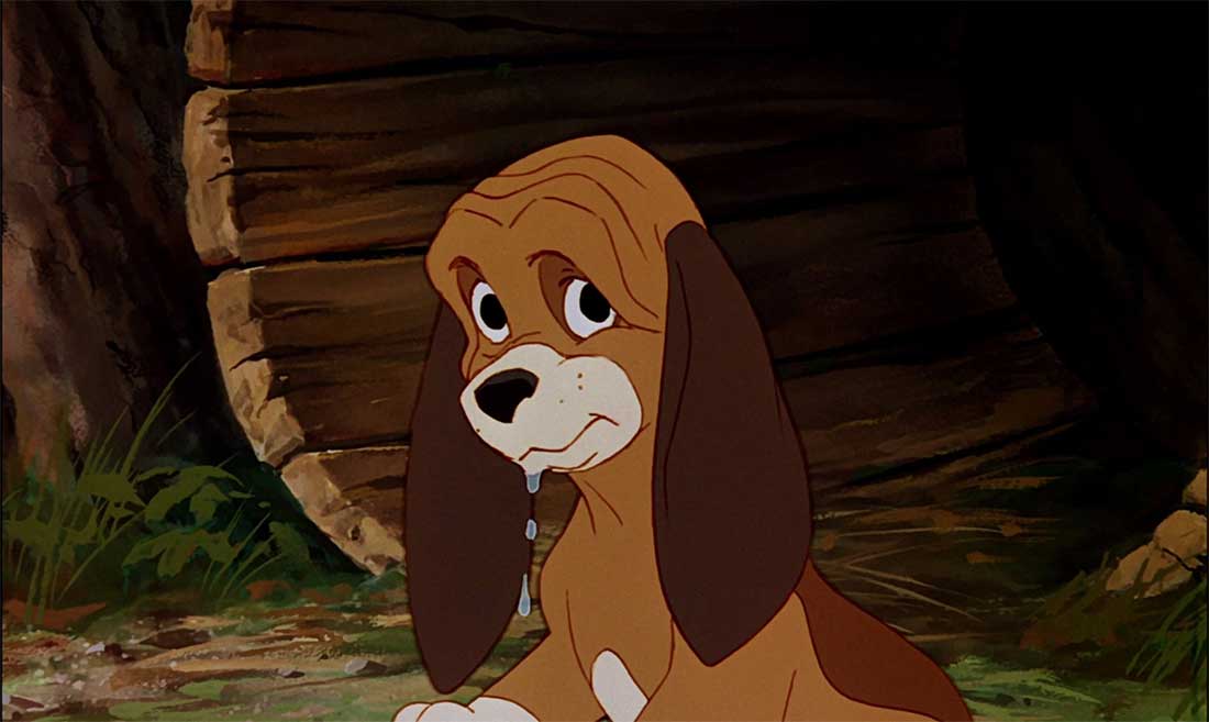 Quel animal est Rouky ?