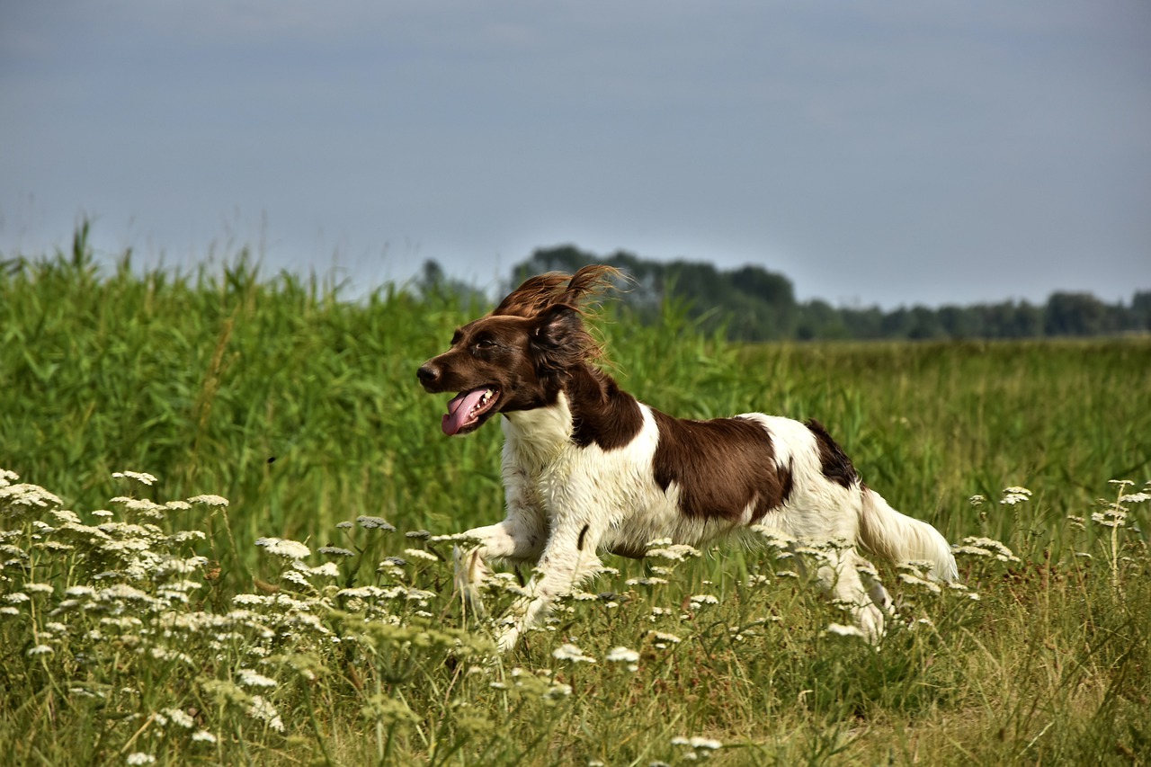 Comment faire pour calmer votre chien ?