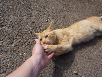 Comment faire pour que votre chat arrête de vous mordre ?