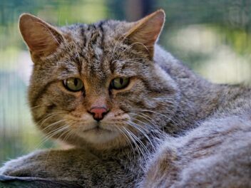 Comment savoir si votre chat souffre de la solitude ?