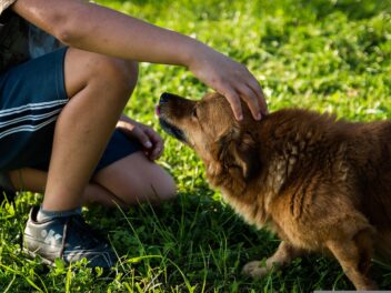 Comment faire pour que votre chien accepte les caresses ?