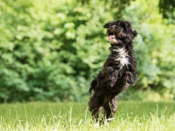 Comment faire pour que votre chien arrête de sauter ?