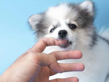 Comment faire pour que votre chien arrête de vous mordiller ?