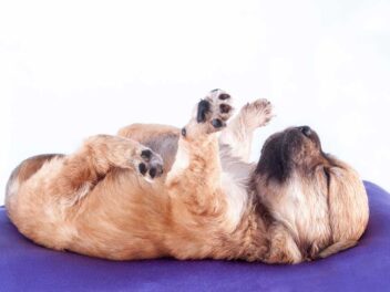 Comment faire pour que votre chien soit sage en votre absence ?