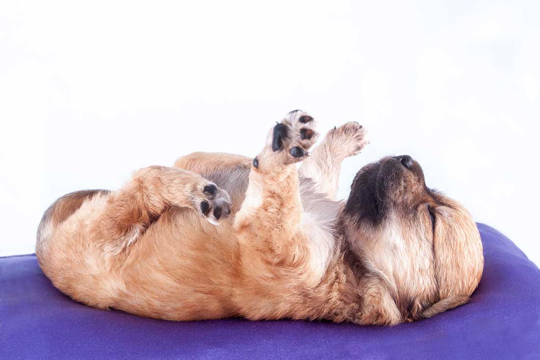 Comment faire pour que votre chien soit sage en votre absence ?