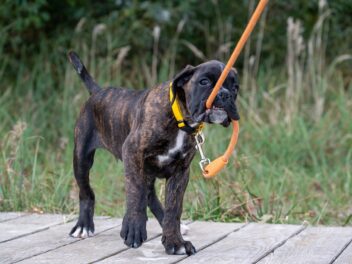 Comment faire pour que votre chien ne tire pas en laisse ?