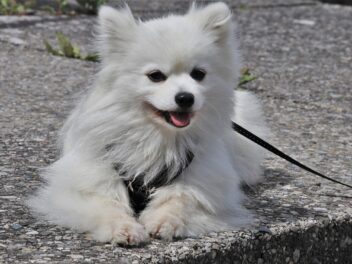 Comment faire pour que votre chien vous fasse confiance ?