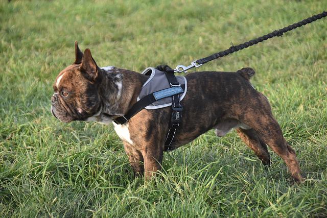 comment chien ne tire pas en laisse