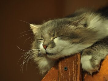 Comment faire pour que votre chat ne s’ennuie pas ?