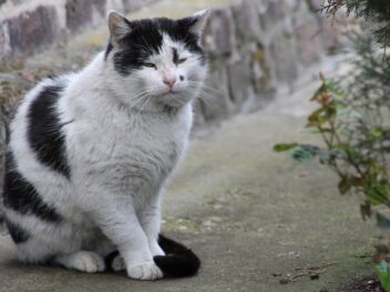 Comment faire pour que votre chat vive plus longtemps ?