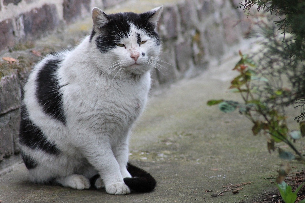 Comment faire pour que votre chat vive plus longtemps ?