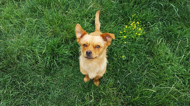 comment faire chien vous fasse confiance