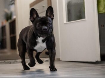 Comment faire pour que votre chien soit heureux en appartement ?