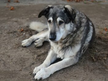 Comment faire pour que votre chien vive plus longtemps ?