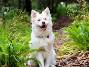 Comment rendre votre chien heureux ?