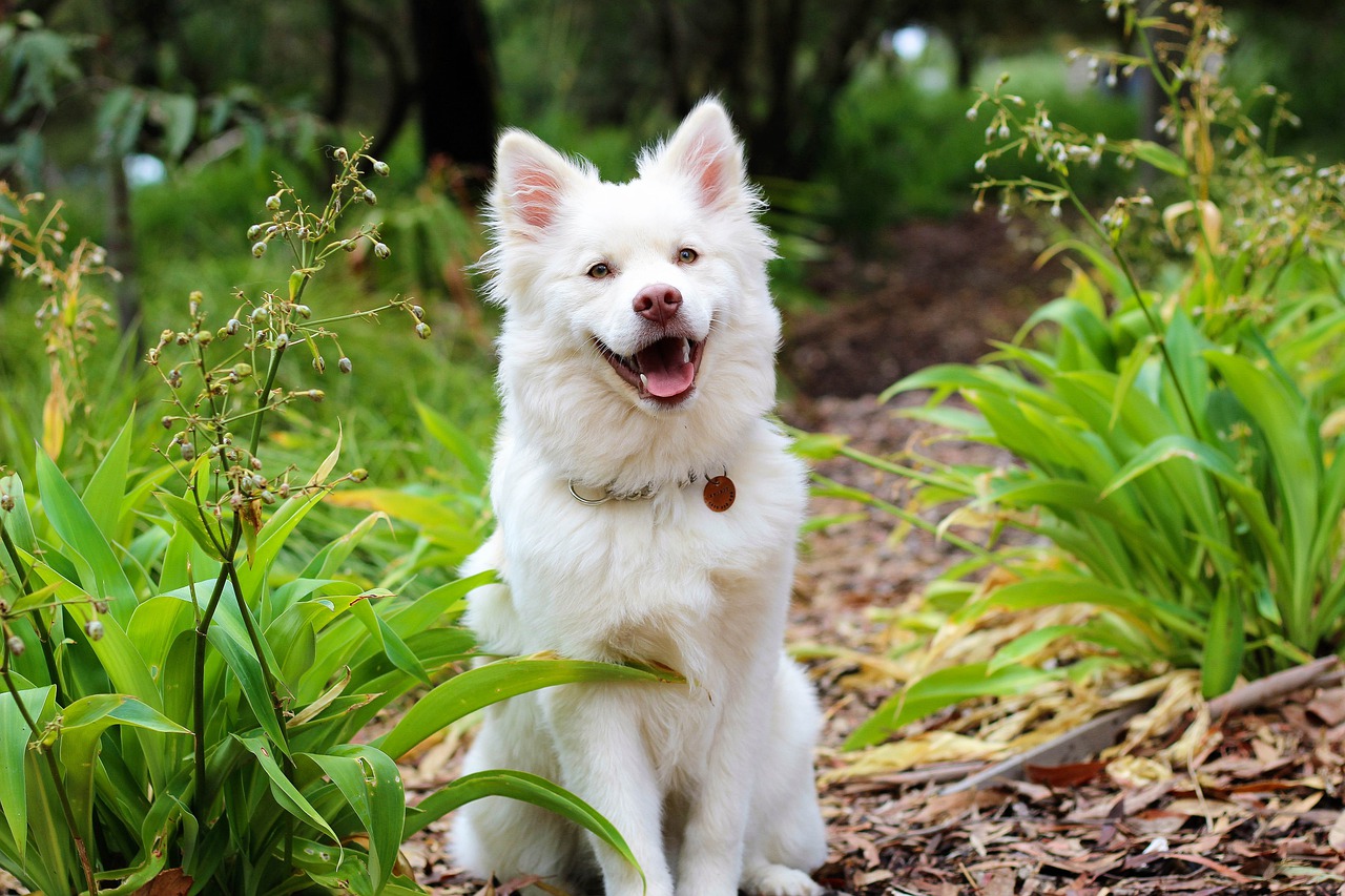 Comment rendre votre chien heureux ?
