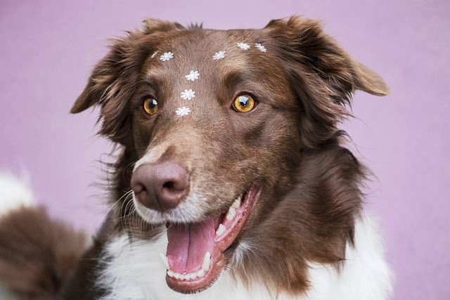 Comment rendre un chien heureux