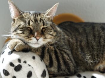 Comment savoir si votre chat vous fait confiance ?